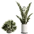 AV Indoor Plants Set 476 Yucca Elephantipes and Olive Tree and Zamioculcas Zamiifolia and Peace Lily - Thumbnail 7