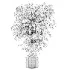 Ficus lyrata - Thumbnail 5