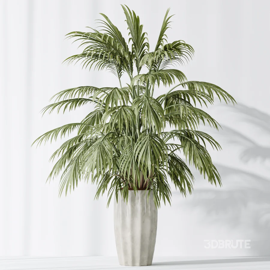 AV Indoor Plants Set 525 Yucca Olive Areca Palm Spathiphyllum Image 6