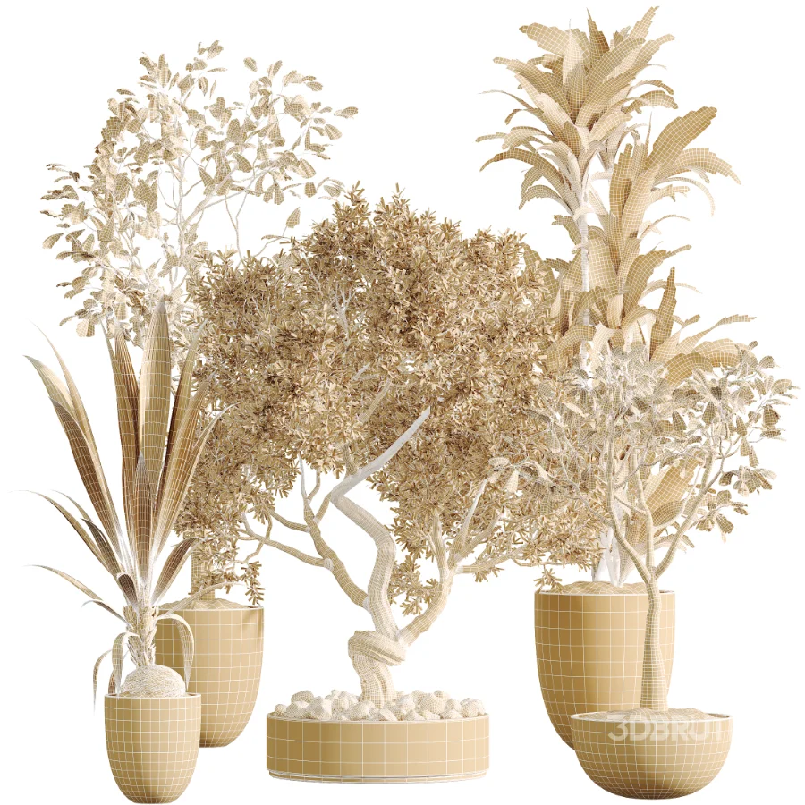 AV Indoor Plants Set 478 Ficus Cane Dragon Bonsai Coconut Palm Image 9