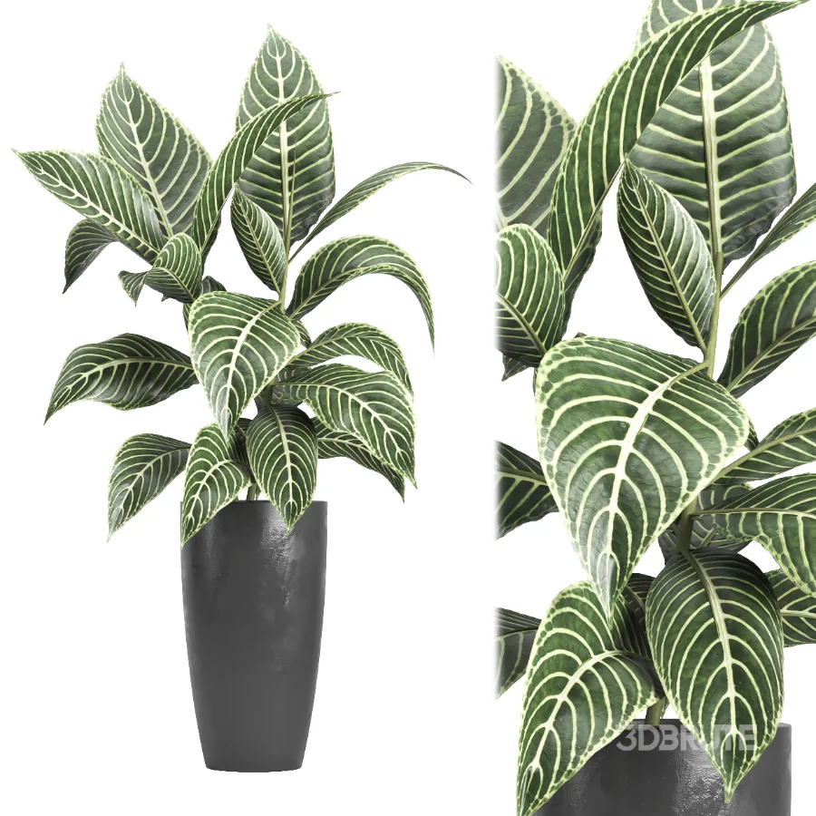 indoor plant 080 Image 1