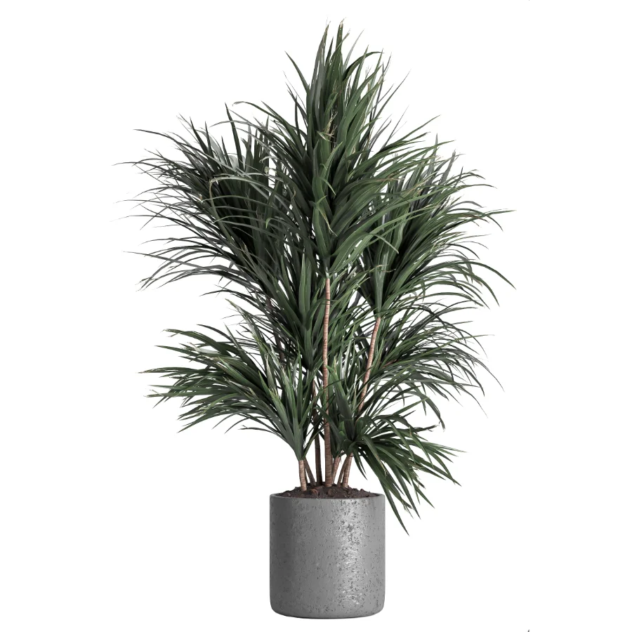 indoor plant 045 Image 3