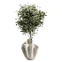 AV Indoor Plants Set 487 Lady Palm and Olive Tree and Snake Sansevieria - Thumbnail 5