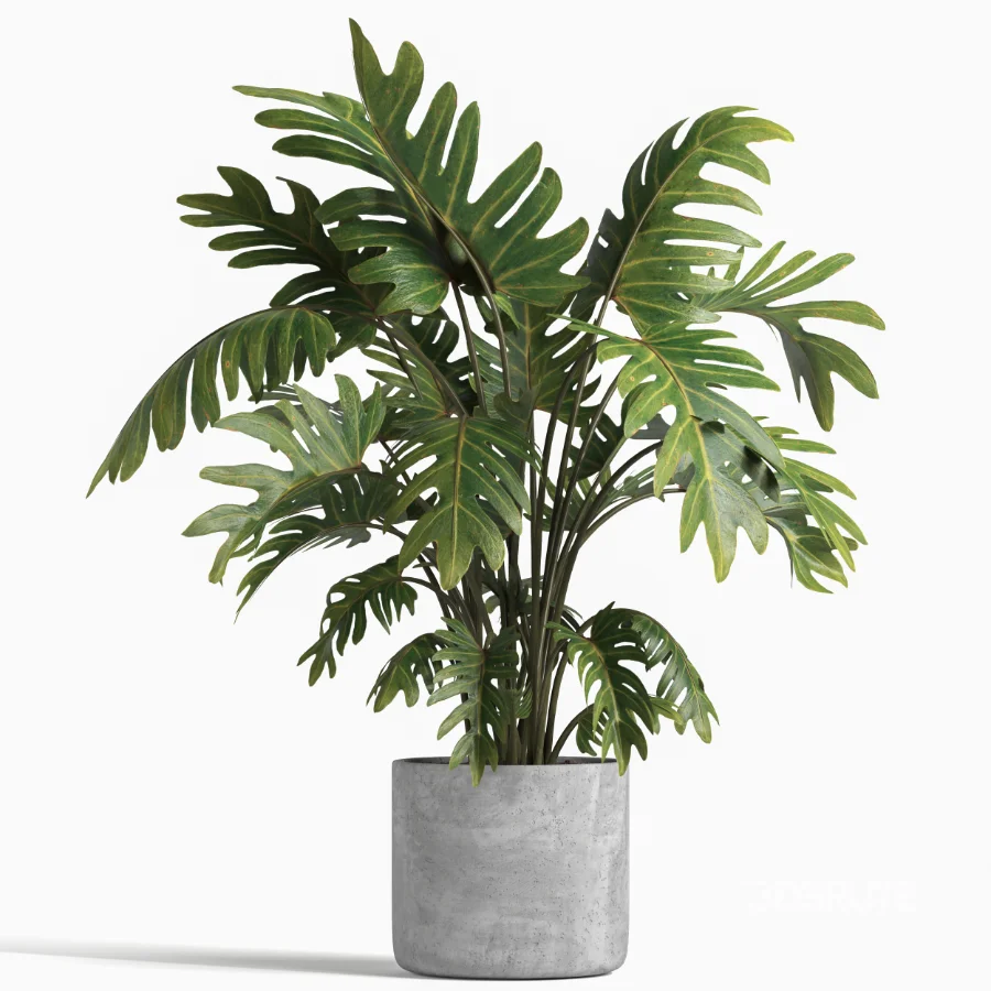 indoor plant 043 Image 4