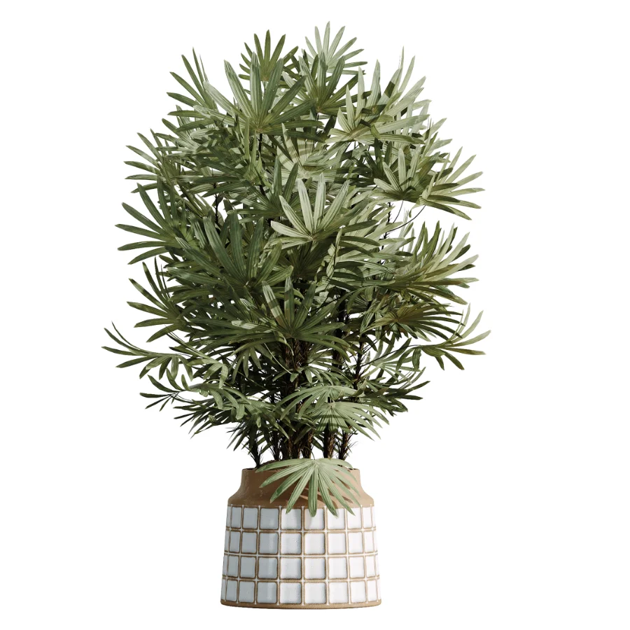AV Indoor Plants Set 481 Palm Pachira Sansevieria Ficus Olive Image 4