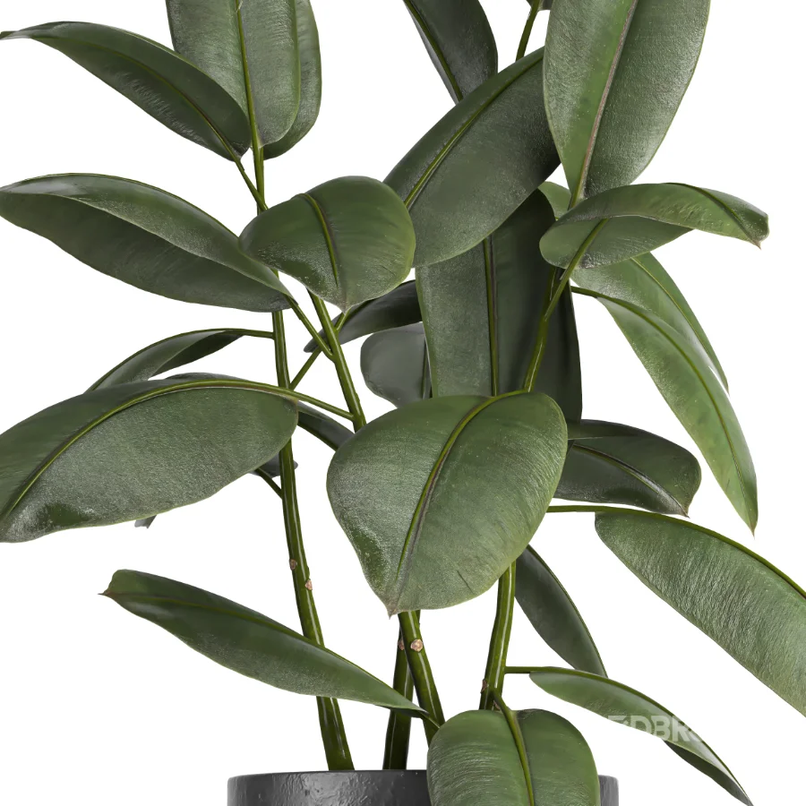indoor plant 079 Image 3
