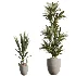 AV Indoor Plants Set 478 Ficus Cane Dragon Bonsai Coconut Palm - Thumbnail 7