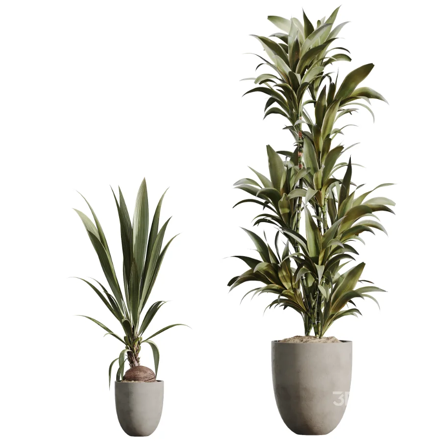 AV Indoor Plants Set 478 Ficus Cane Dragon Bonsai Coconut Palm Image 7