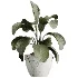 AV Indoor Plants Set 489 PalmCalathea Lutea Olive Ficus - Thumbnail 1