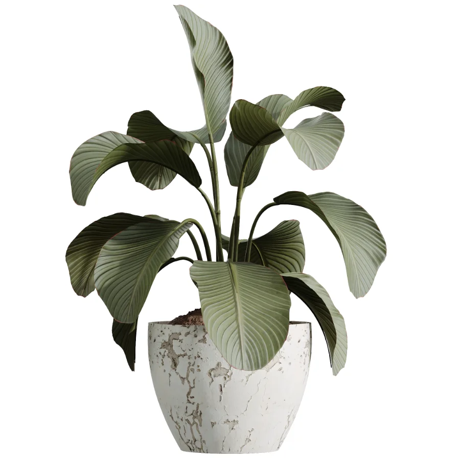 AV Indoor Plants Set 489 PalmCalathea Lutea Olive Ficus Image 1