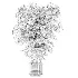 Ficus lyrata - Thumbnail 6