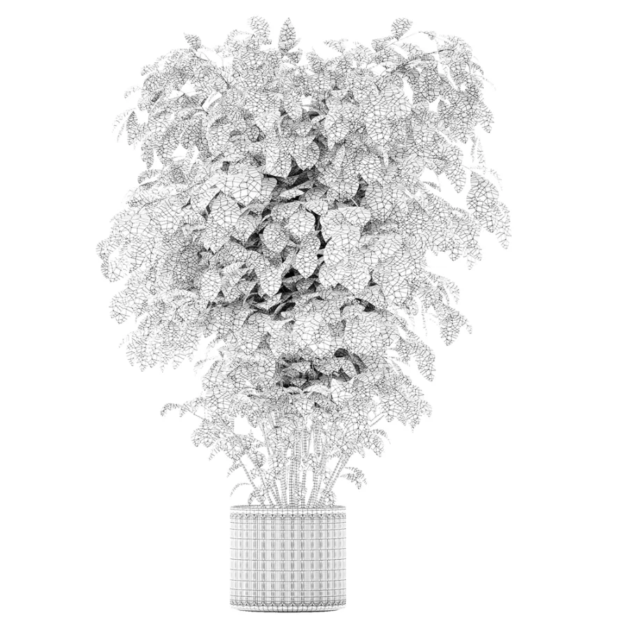 Ficus lyrata Image 6