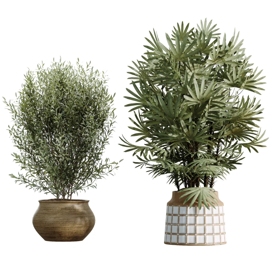 AV Indoor Plants Set 481 Palm Pachira Sansevieria Ficus Olive Image 6