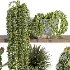 Indoor_plants_on_shelf - Thumbnail 1