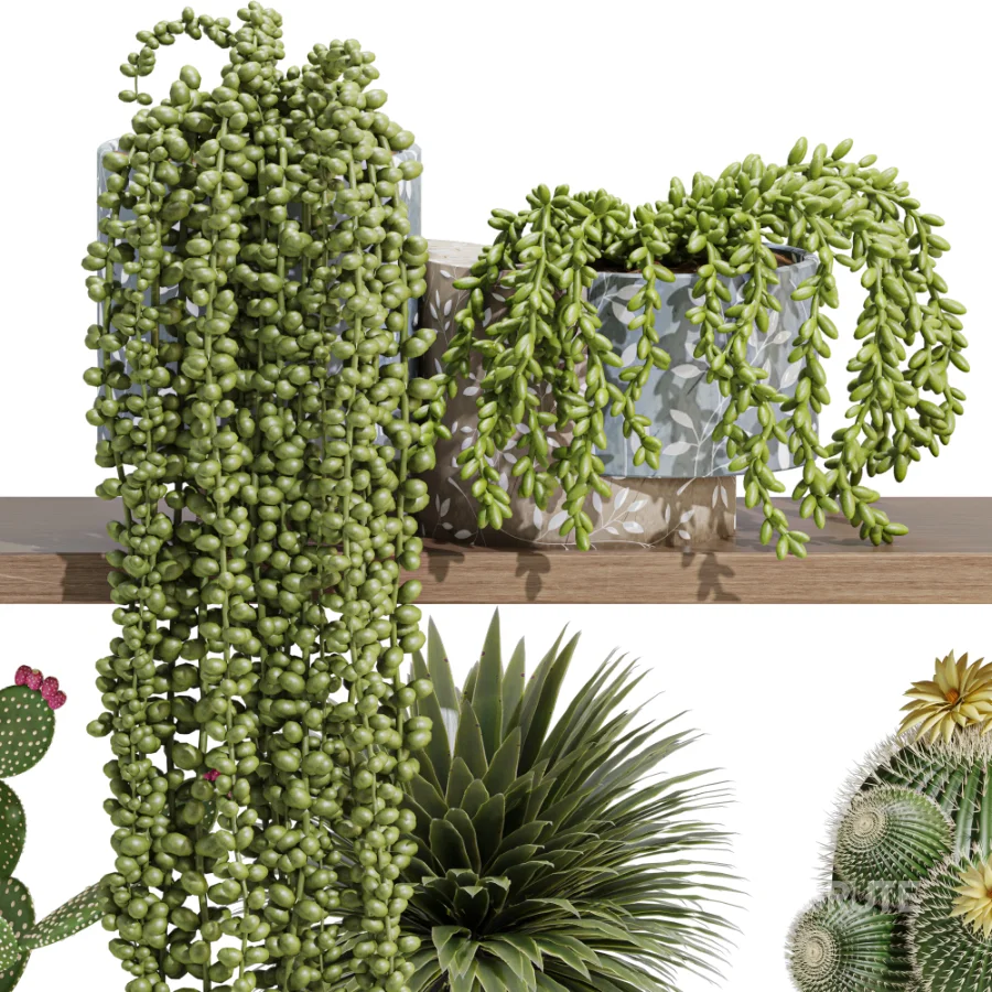 Indoor_plants_on_shelf Image 1