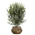 AV Indoor Plants Set 481 Palm Pachira Sansevieria Ficus Olive - Thumbnail 1