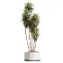 AV Indoor Plants Set 476 Yucca Elephantipes and Olive Tree and Zamioculcas Zamiifolia and Peace Lily - Thumbnail 5