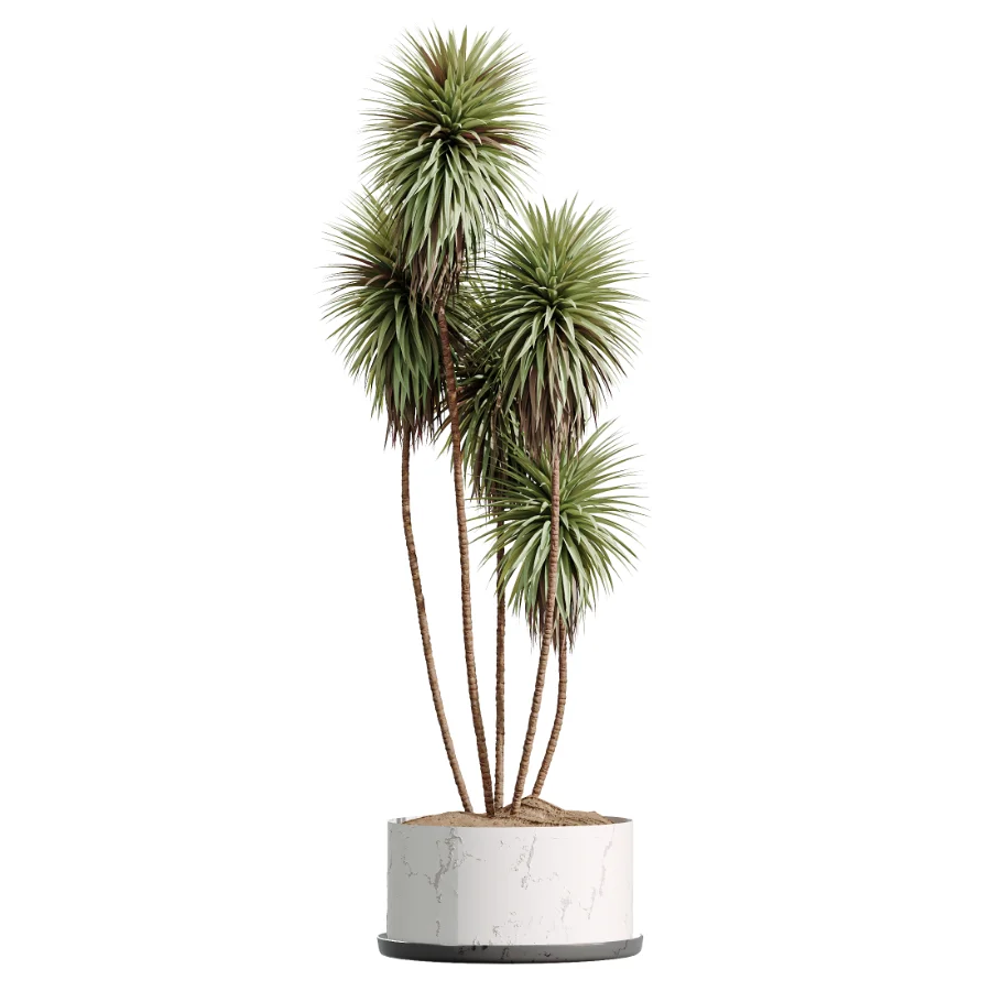 AV Indoor Plants Set 476 Yucca Elephantipes and Olive Tree and Zamioculcas Zamiifolia and Peace Lily Image 5