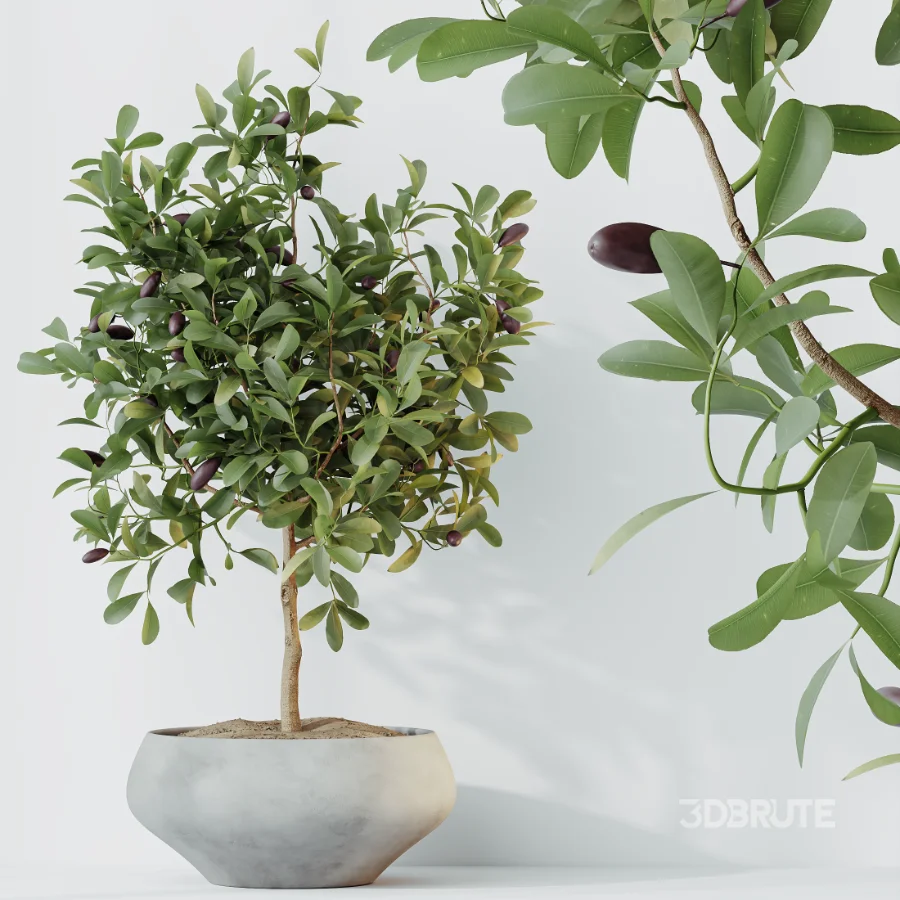 AV Indoor Plants Set 524 Pachira Ficus Dracaena Cactus Image 2
