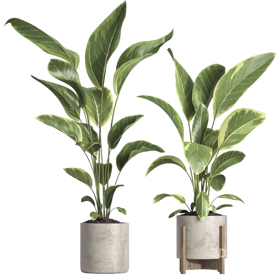 indoor plant 062 Image 1