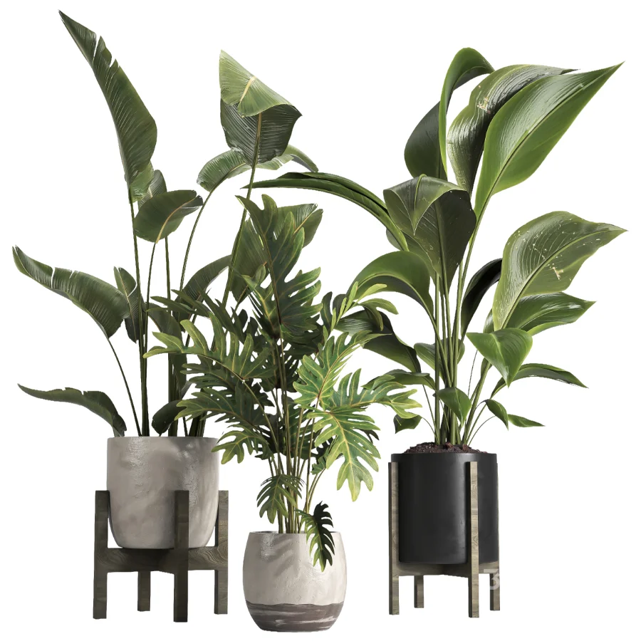 indoor plant 074 Image 3