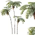 AV Plant Sphaeropteris Lepifera Palm Tree 01 - Thumbnail 4