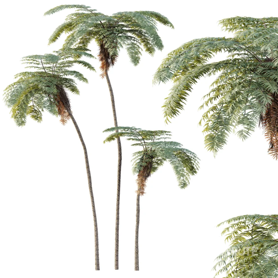 AV Plant Sphaeropteris Lepifera Palm Tree 01 Image 4