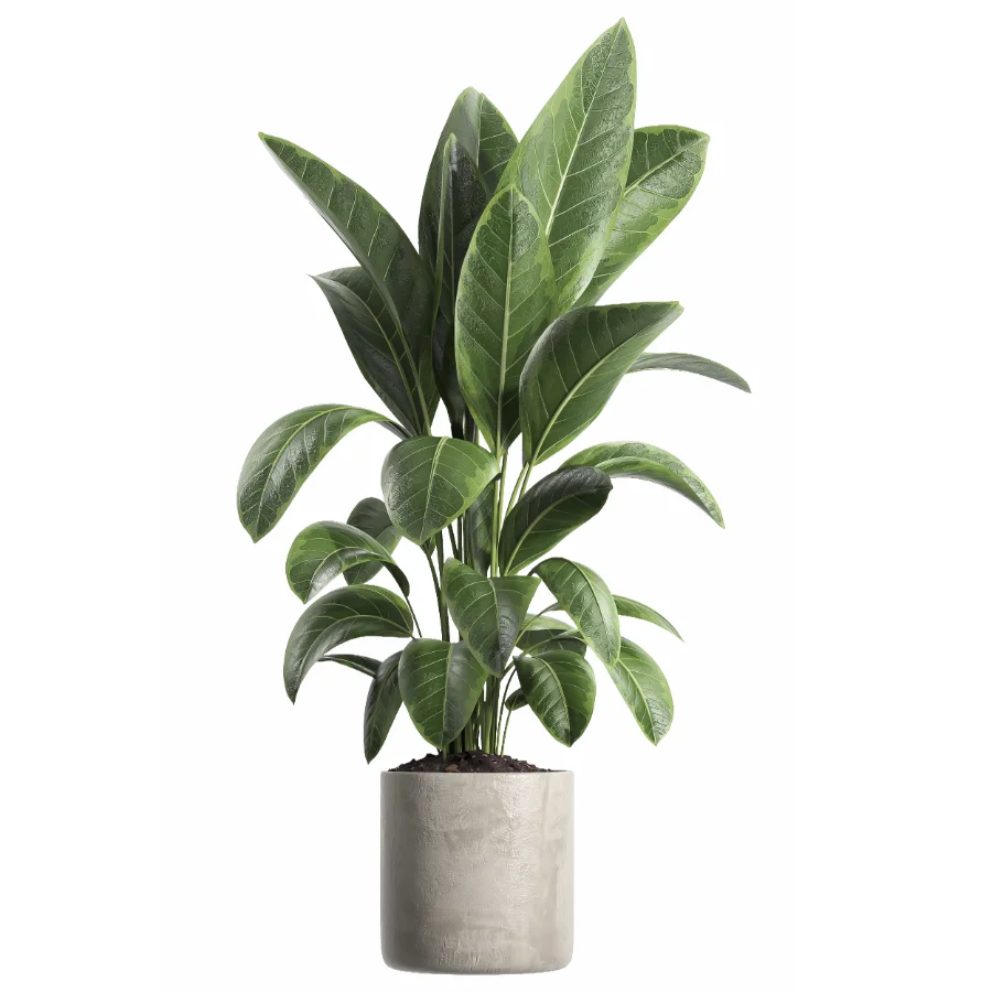 indoor plant 063 Image 2