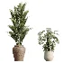 AV Indoor Plants Set 477 Elegant Monstera and Peace Lily and Chemlali Olive and Euphorbia Drupifera and Cat Reed Palm - Thumbnail 7