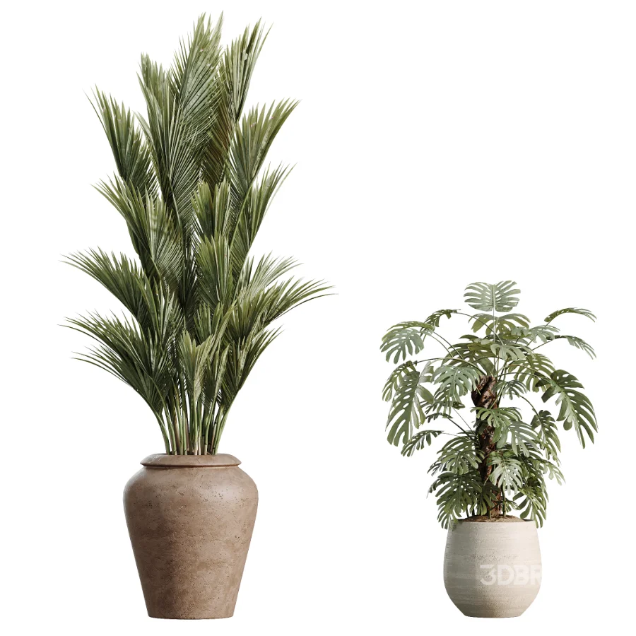 AV Indoor Plants Set 477 Elegant Monstera and Peace Lily and Chemlali Olive and Euphorbia Drupifera and Cat Reed Palm Image 7