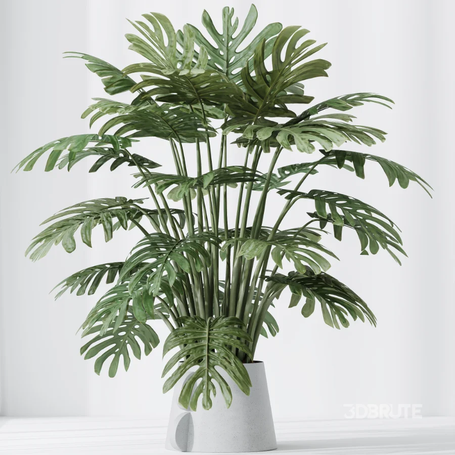 AV Indoor Plants Set 479 Olive Elegant Monstera Ficus Palm Image 6
