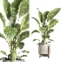 indoor plant 062 - Thumbnail 2