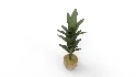 Banana Leaf Tree in Planter - Thumbnail 4