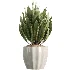 AV Indoor Plants Set 525 Yucca Olive Areca Palm Spathiphyllum - Thumbnail 3