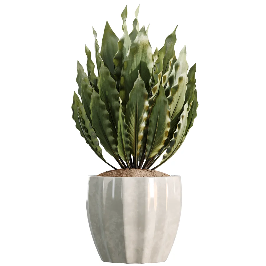 AV Indoor Plants Set 525 Yucca Olive Areca Palm Spathiphyllum Image 3