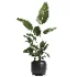indoor plant 061 - Thumbnail 1