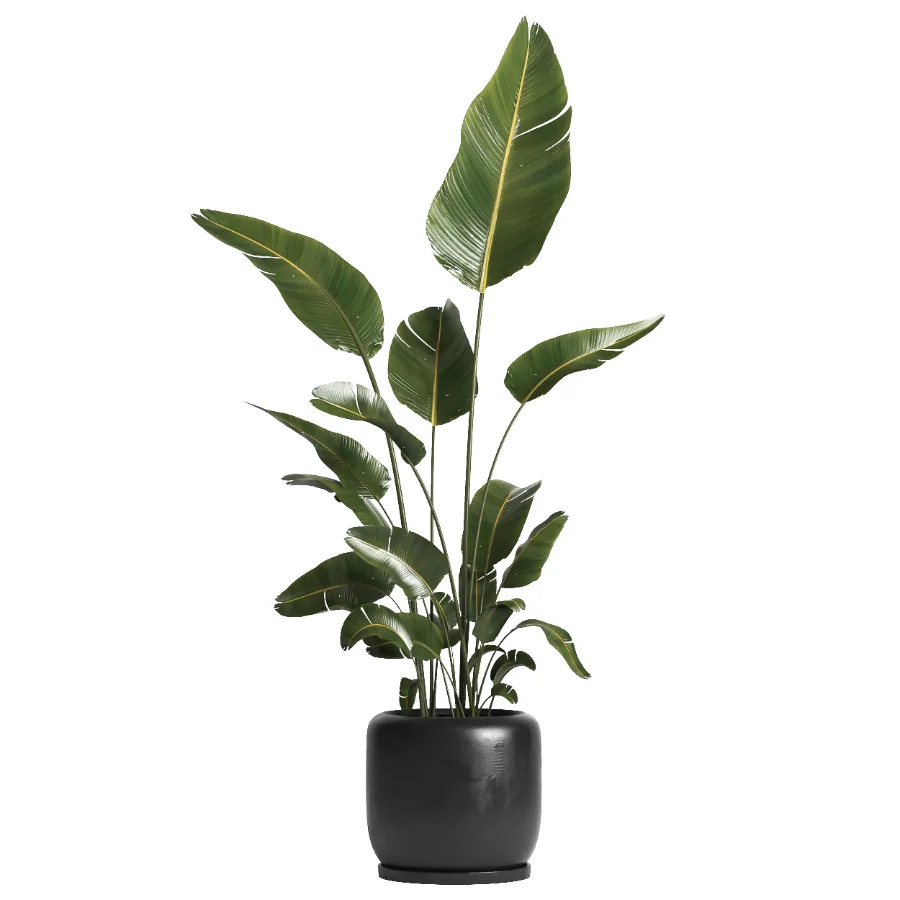 indoor plant 061 Image 1