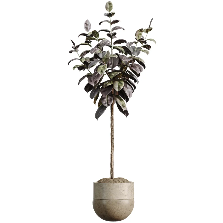 AV Indoor Plants Set 486 Rubber Ficus Elastica Abidjan Melany Image 2