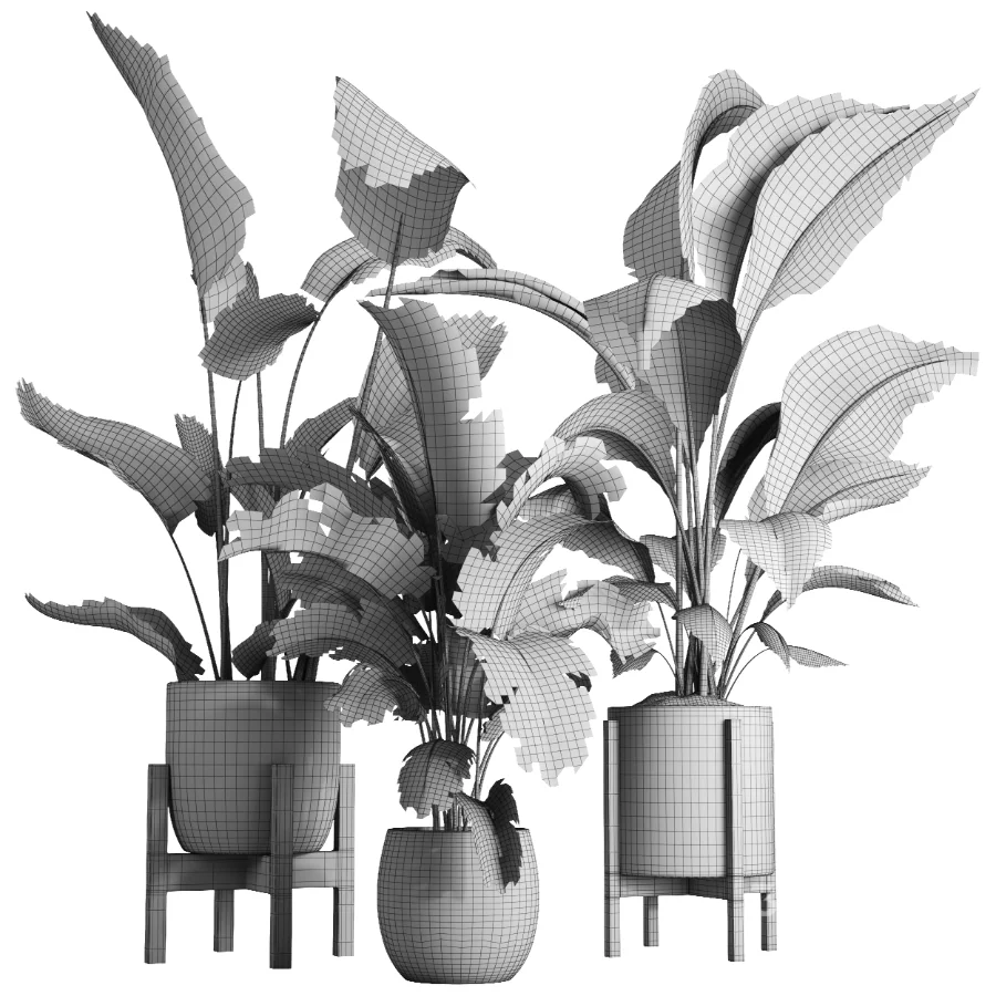 indoor plant 074 Image 5