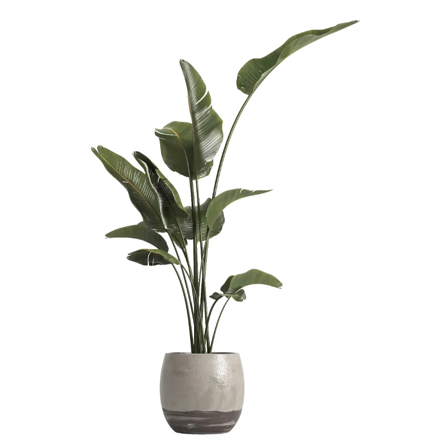 indoor plant 069 Image 1