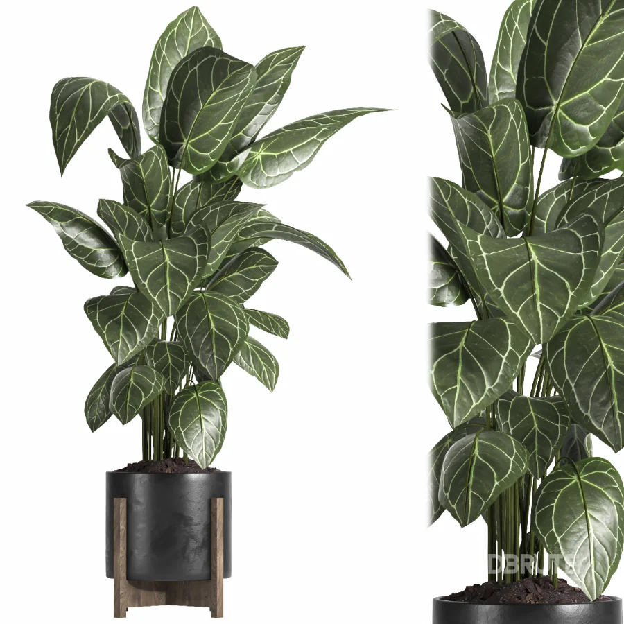 indoor plant 058 Image 4