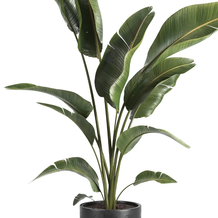 indoor plant 071 Image 2