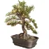christmas_bonsai02 Units: Centimeters Dimension: 89.89 x 61.63 x 105.18 Polys: 967 650 XForm: No Box Trick: No Model Parts: 69 - Thumbnail 2