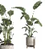 indoor plant 076 - Thumbnail 3
