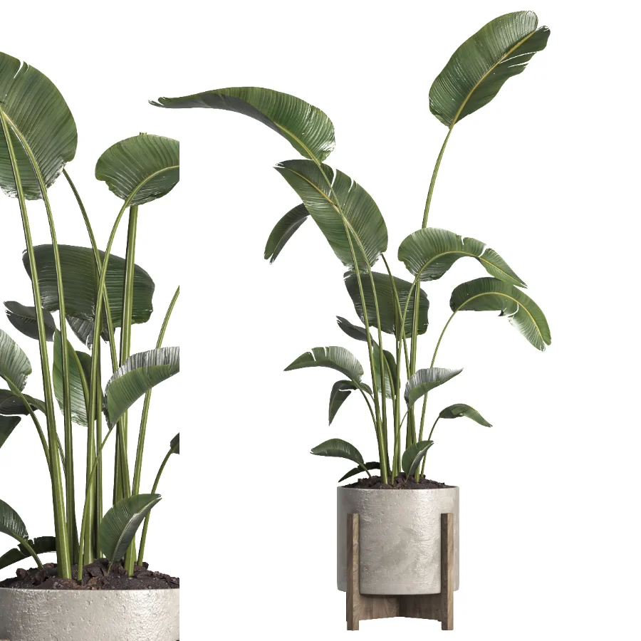 indoor plant 076 Image 3