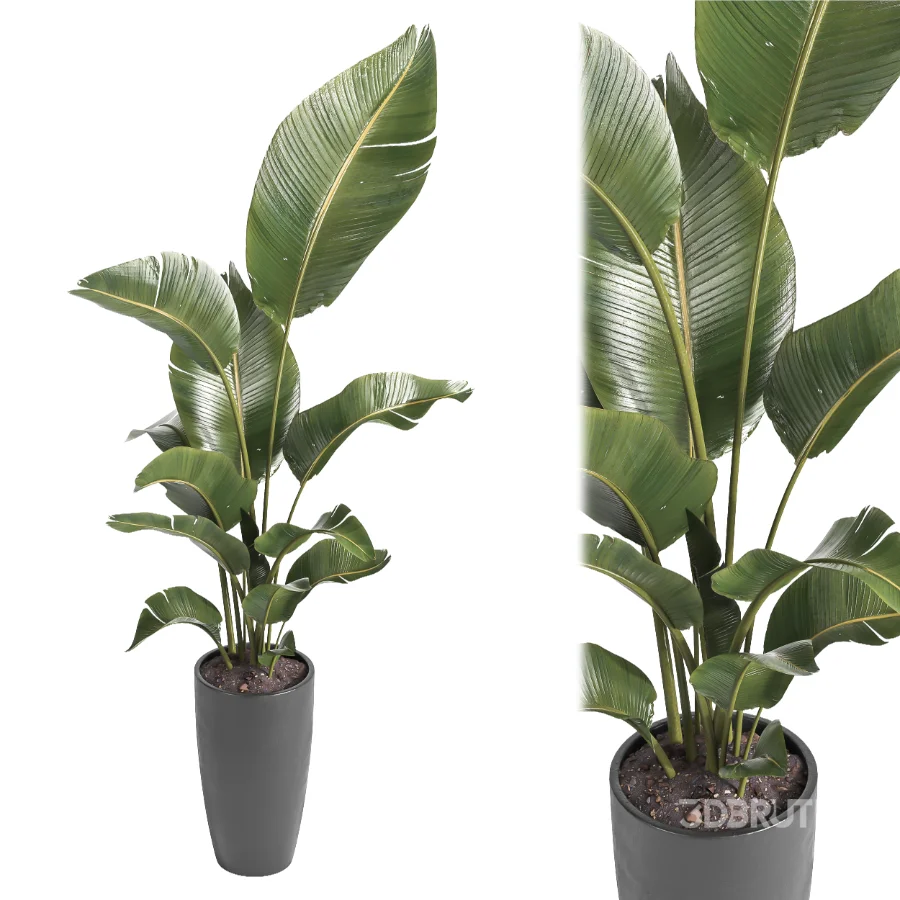 indoor plant 081 Image 4