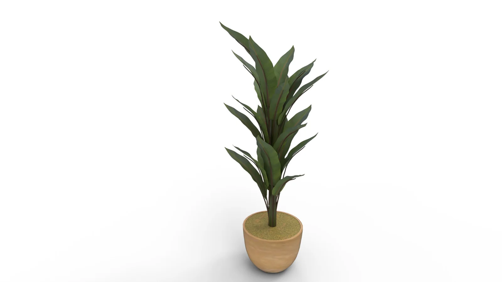 Banana Leaf Tree in Planter Image 5