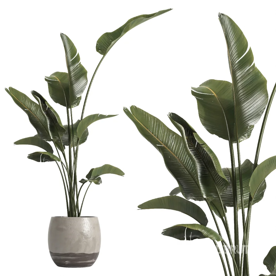 indoor plant 069 Image 3