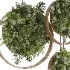 Indoor_plants_circle_panels - Thumbnail 3