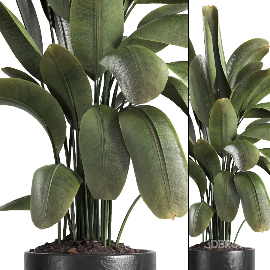 indoor plant 059 Image 4
